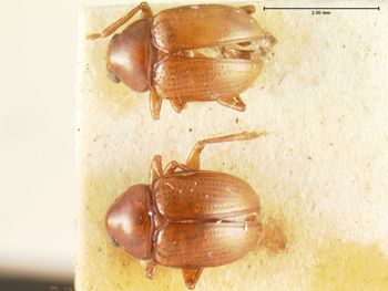 Media type: image; Entomology 9816   Aspect: habitus dorsal view